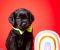 Crni i braon mužjak Labrador retrivera - Slika3 Crni i braon mužjak Labrador retrivera - Slika3