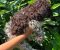 Lagotto Romagnolo štenci - Slika5