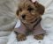 Maltipoo bebe - Slika1 Maltipoo bebe - Slika1