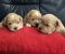 Maltipoo štenci - Slika5 Maltipoo štenci - Slika5