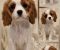 Vrhunski Cavalier King Charls Spaniel oba pola - Slika6