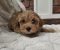 Maltipoo stenci spremni su za preuzimanje - Slika1 Maltipoo stenci spremni su za preuzimanje - Slika1