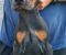Doberman - Slika5 Doberman - Slika5