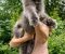 Maine Coon mačići - Slika1