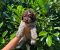 Lagotto Romagnolo štenci - Slika3 Lagotto Romagnolo štenci - Slika3