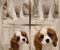 Vrhunski Cavalier King Charls Spaniel oba pola - Slika2
