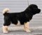 Američka Akita, novo leglo - Slika3 Američka Akita, novo leglo - Slika3