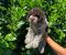 Lagotto Romagnolo štenci - Slika2