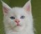 Maine Coon mačići - Slika3