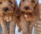 Cockapoo štenci - Slika2 Cockapoo štenci - Slika2
