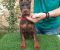 Doberman - Slika1 Doberman - Slika1
