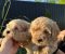 Pudle i maltipoo štenci - Slika2