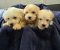 Prelepi Maltipoo štenci - Slika2 Prelepi Maltipoo štenci - Slika2