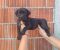 Cane Corso štenci šampionskog porekla! - Slika4