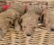 Maltipoo štenci - Slika2 Maltipoo štenci - Slika2