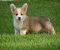 Velski korgi/Welsh Corgi Pembroke POVOLJNO - Slika5 Velski korgi/Welsh Corgi Pembroke POVOLJNO - Slika5