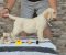 Labrador retriver štenci, prelepi - Slika5 Labrador retriver štenci, prelepi - Slika5