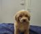 Prelepi Maltipoo štenci - Slika3 Prelepi Maltipoo štenci - Slika3
