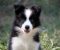 Border Collie - Border koli štenad - Slika2
