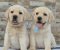 Labrador retriver štenci, prelepi - Slika3 Labrador retriver štenci, prelepi - Slika3