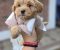 Maltipoo bebe - Slika5
