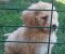 Cockapoo štenci - Slika5 Cockapoo štenci - Slika5