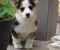 Velski korgi/Welsh Corgi Pembroke POVOLJNO - Slika3 Velski korgi/Welsh Corgi Pembroke POVOLJNO - Slika3