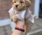 Maltipoo bebe - Slika4