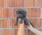 Cane Corso štenci šampionskog porekla! - Slika5