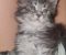 Maine Coon mačići - Slika4