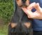 Doberman - Slika4 Doberman - Slika4