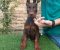 Doberman - Slika2