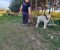 Cane Corso štenci šampionskog porekla! - Slika1