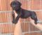 Cane Corso štenci šampionskog porekla! - Slika3 Cane Corso štenci šampionskog porekla! - Slika3