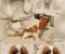 Vrhunski Cavalier King Charls Spaniel oba pola - Slika3