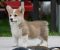 Velski korgi/Welsh Corgi Pembroke POVOLJNO - Slika1