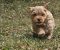 Maltipoo stenci spremni su za preuzimanje - Slika2