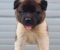 Američka Akita, novo leglo - Slika5 Američka Akita, novo leglo - Slika5