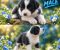 Border collie štenci - Slika2