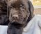 Cokoladni labrador - Slika1