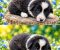 Border collie štenci - Slika6