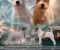 Oštrodlaki Džek Rasel terijer (Jack Russell Terrier) štenci - Slika6