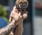 Cane Corso prelepi štenci - Slika4