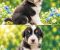 Border collie štenci - Slika5 Border collie štenci - Slika5