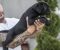 Cane Corso prelepi štenci - Slika6 Cane Corso prelepi štenci - Slika6
