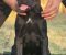 Cane Corso žensko štene - Slika3 Cane Corso žensko štene - Slika3