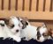 Oštrodlaki Džek Rasel terijer (Jack Russell Terrier) štenci - Slika4