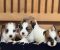 Oštrodlaki Džek Rasel terijer (Jack Russell Terrier) štenci - Slika1 Oštrodlaki Džek Rasel terijer (Jack Russell Terrier) štenci - Slika1