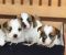 Oštrodlaki Džek Rasel terijer (Jack Russell Terrier) štenci - Slika3