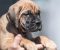 Cane Corso prelepi štenci - Slika5 Cane Corso prelepi štenci - Slika5